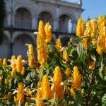 AntiguaYellowFlowersWithSquare