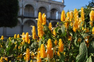 AntiguaYellowFlowersWithSquare