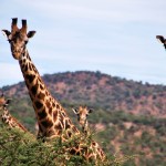 SafariDay1MasaiMara 015